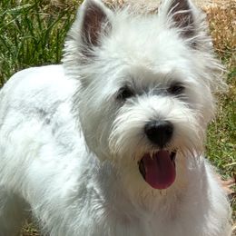Opal - West Highland White Terrier