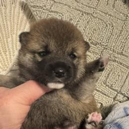 Cali - Sesame female Shiba Inu puppy in Tamarac, Florida from The Queen of Shibas