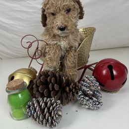 Lime Collar Standard Poodle - Red  male Poodle puppy in Murrayville, Georgia from Spoiled Rotten Kennels