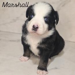 Marshall - Black tri male Toy Australian Shepherd puppy in Bethany, Oklahoma from Donna's Toy & Mini Aussies