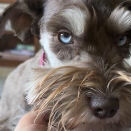 Miniature Schnauzers from Violet’s Meadows