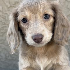 Dachshunds from Silverking Kennels