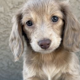 Dachshunds from Silverking Kennels