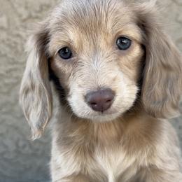 Dachshunds from Silverking Kennels