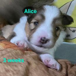 Alice - Sable & white female Toy Shetland Sheepdog puppy in Houston, Texas from LaLa's Lilliputian Lassies