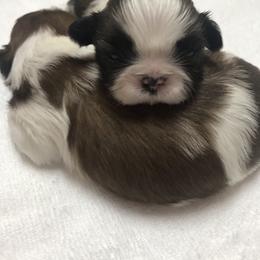 Shih Tzu Puppies from Willow Lane Shih Tzus