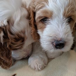 Bernedoodle, Goldendoodle, and Poodle Puppies from Teddy Doodles & Standard Poodles