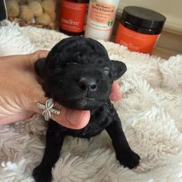 Jefferson - Black male Goldendoodle puppy in Cherry Tree, Pennsylvania from Plum Creek Acres Next Generation