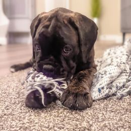 Boxer Puppies from Von Royal Dell’Infinite