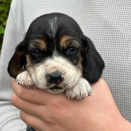 Female 2 - Black brown and white female Basset Hound puppy in Lindley, New York from Hill Top Basset Hounds & Cane Corso