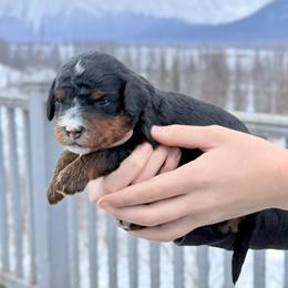 Tri Color Male 1 - Tri-color male Bernedoodle puppy in Anchorage, Alaska from Cascade Country Doodles