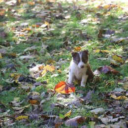 Border Collie, English Setter, and Miniature American Shepherd Puppies from First Harmony Farms