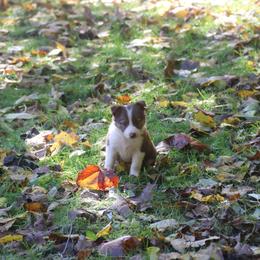 Border Collie, English Setter, and Miniature American Shepherd Puppies from First Harmony Farms