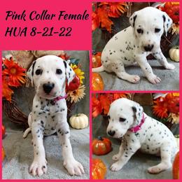 Pink Girl HUA - Dalmatian puppy from Mid-Michigan Dalmatians