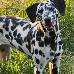 Honey - Dalmatian