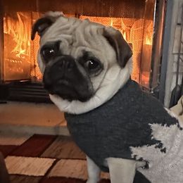 Pugs from Sunny Pugs