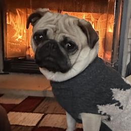 Pugs from Sunny Pugs