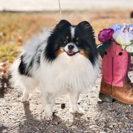 Pomeranian puppies from Country Life Pomeranians