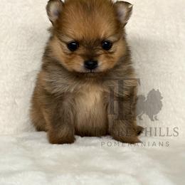 Andrea or Andy - Red sable female Pomeranian puppy in Redlands, California from Torrey Hills Poms