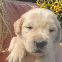 Rose - Golden Retriever puppy from Little House on the Farmie