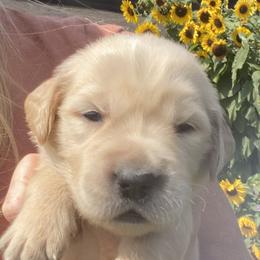 Rose - Golden Retriever puppy from Little House on the Farmie