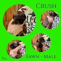 Crush - Fawn male Great Dane puppy in Longview, Texas from Noctua Kennels