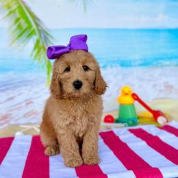 Peaches Purple Girl - Apricot female Goldendoodle puppy in Kountze, Texas from Texas Doodles LLC