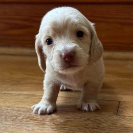 Ruthie - Cream female Dachshund puppy in Dobson, North Carolina from Oakleys Dachshund Haven