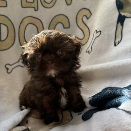 Jane porter - Chocolate female Shih Tzu puppy in Las Vegas, Nevada from Vegas Shih Tzus