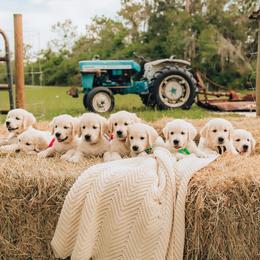 Golden Retriever Puppies from MC Goldens