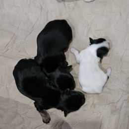 Yorkshire Terrier Puppies from Cheryl Skistimas