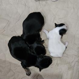 Yorkshire Terrier Puppies from Cheryl Skistimas