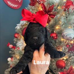 Laura - Black female Goldendoodle puppy in Prosperity, Pennsylvania from Stelladoodles & Company
