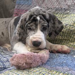 Great Danes from Ryan's Royal Great Danes