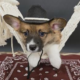 DJ(Monster) - Sable male Pembroke Welsh Corgi puppy in Dickeyville, Wisconsin from J&R Shepherds & Corgis
