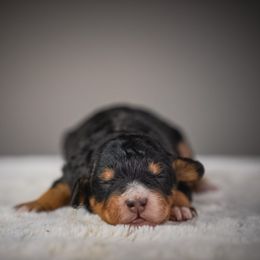 Oakley - Tri-color female Bernedoodle puppy in Caldwell, Idaho from Boise Doodle Co.