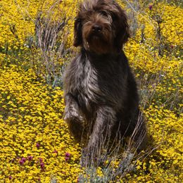 Golden Retrievers and Wirehaired Pointing Griffons from Woodecoy Golden Retrievers and Wirehaired Pointing Griffons