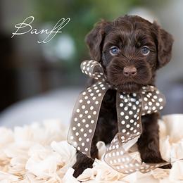 Girl 1 - female Australian Labradoodle puppy in Salem, Oregon from Hunterberry Hill Labradoodles