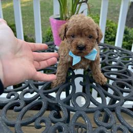 Santiago - Apricot male Goldendoodle puppy in Mint Hill, North Carolina from DoodleForever