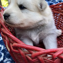 Pomsky and Siberian Husky Puppies from Cold Mountain Kennel