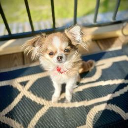 Charlie - Chihuahua
