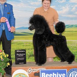 Poodles from Bardsong Standard Poodles