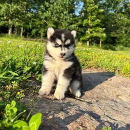Lavender - Black and white Pomsky puppy in Bunch, Oklahoma from Madden Mountain Pomskies