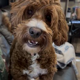 Australian Labradoodle All Grown Up from Selah Doodles