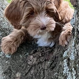 Australian Labradoodle Puppies from Beck ‘N Ridge Australian Labradoodles