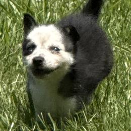Male puppy blue eyes - Gray and white male Pomsky puppy in Tennessee from Hudson’s Huskies & Pomskies