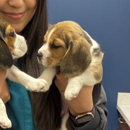 Beagles from Monica Rubianes