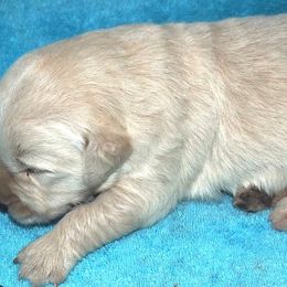 Goldendoodle and Golden Retriever Puppies from Golden Puppies USA