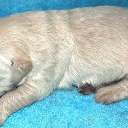 Goldendoodle and Golden Retriever Puppies from Golden Puppies USA