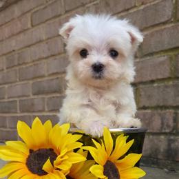Mackson TEACUP - White male Maltese puppy in Monticello, Iowa from Ashley’s Puppies